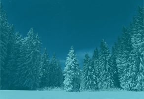 der tannenbaum im wald von hans christian andersen