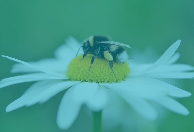 Märchen die bienenkönigin