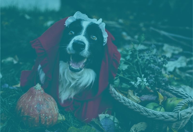 märchenfigur hund als rotkäppchen